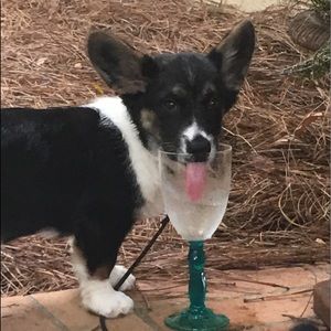 Meet your Posher, Lucy